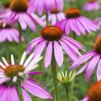 Echinacea (Echinacea purpurea)